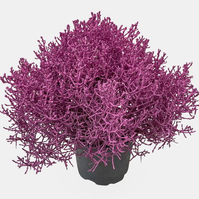 Calocephalus, rosa gefärbt, Topf-Ø 12 cm, 6 Pflanzen Calocephalus, rosa gefärbt, Topf-Ø 12 cm, 6 Pflanzen