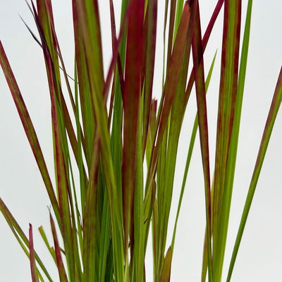 Bio Japanisches Blutgras 'Red Baron', Topf-Ø 12 cm, 3 Pflanzen Bio Japanisches Blutgras 'Red Baron', Topf-Ø 12 cm, 3 Pflanzen