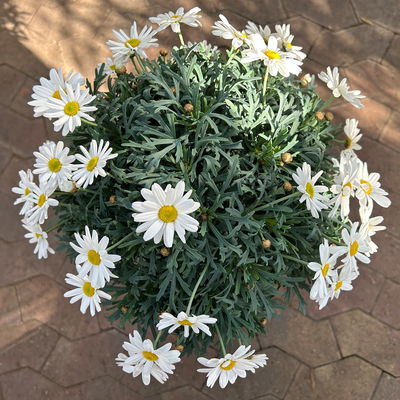 Margerite 'Beejou', weiß, Stamm, Topf-Ø 19 cm