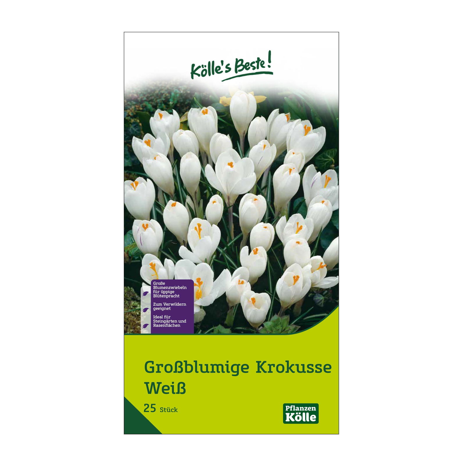 großblumige Krokusse weiß, 25 Blumenzwiebeln