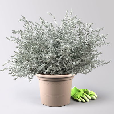 Emustrauch, lila, Topf-Ø 27 cm Emustrauch, lila, Topf-Ø 27 cm