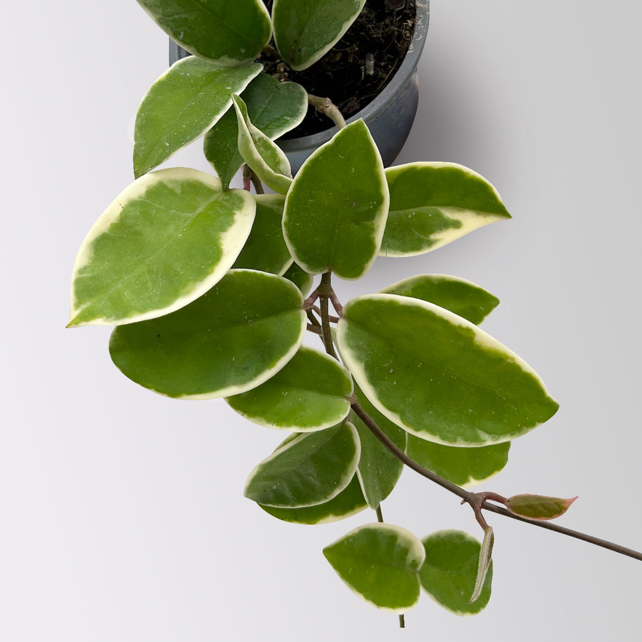 Bio Porzellanblume 'Krimson Queen', Topf-Ø 10,5 cm, 3 Pflanzen