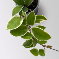 Bio Porzellanblume 'Krimson Queen', Topf-Ø 10,5 cm, 3 Pflanzen