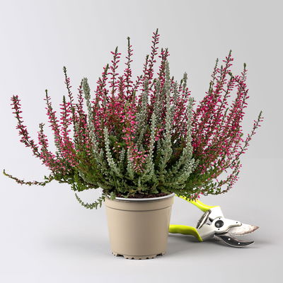 Caluna 'Lönneby' Twin, 'Fluffy' & rot, Topf-Ø 13 cm, 3 Pflanzen