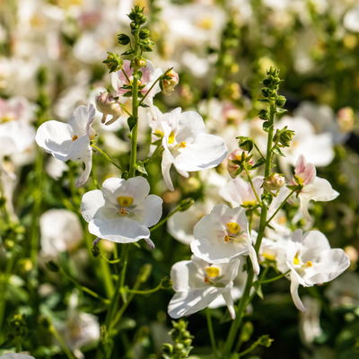 Diascia, Farbe zufällig, Topf-Ø 12 cm, 6er-Set