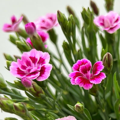 Prinzess-Nelke 'Pink Kisses®' pink-rosa, Topf-Ø 14 cm, 4 Pflanzen