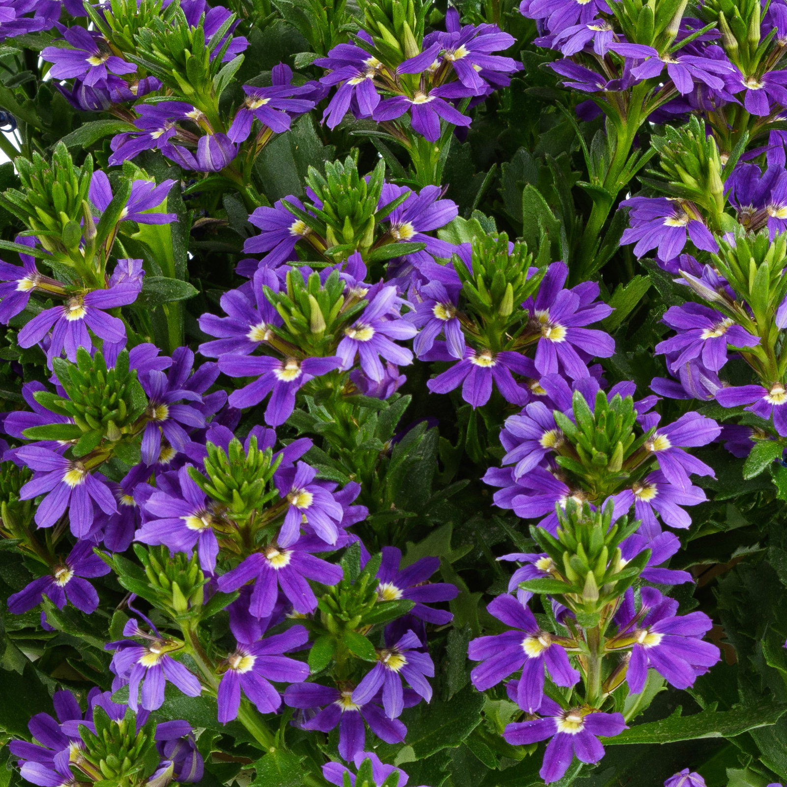 Fächerblume, blau, Topf-Ø 12 cm, 6 Pflanzen Fächerblume, blau, Topf-Ø 12 cm, 6 Pflanzen