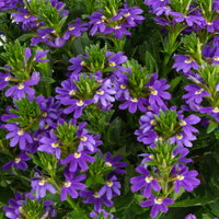 Fächerblume, blau, Topf-Ø 12 cm, 6 Pflanzen Fächerblume, blau, Topf-Ø 12 cm, 6 Pflanzen