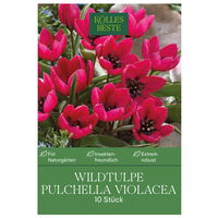 Wildtulpen Pulchella Violacea rosa, 10 Blumenzwiebeln