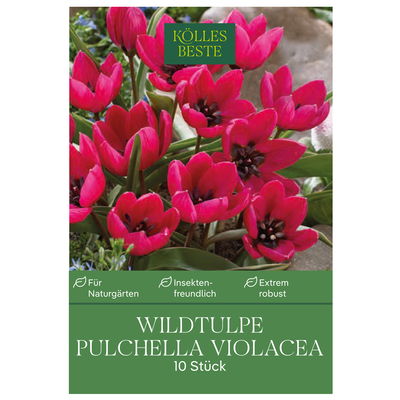 Wildtulpen Pulchella Violacea rosa, 10 Blumenzwiebeln Wildtulpen Pulchella Violacea rosa, 10 Blumenzwiebeln