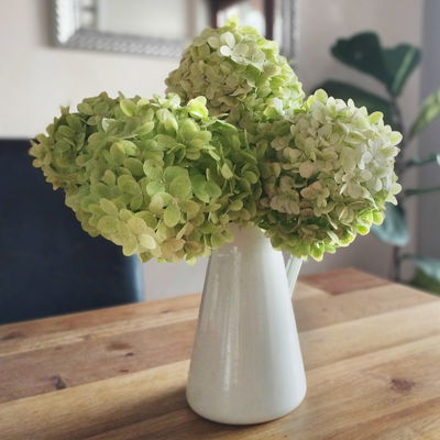 Rispenhortensie 'Limelight'Ⓢ 30/40 cm, im 5 l Topf