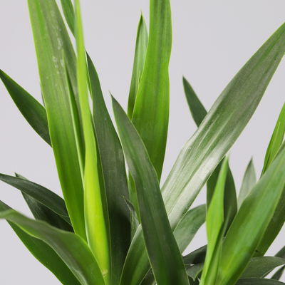 Palmlilie in Topf Dallas, Topf-Ø 17 cm, Höhe ca. 60-80 cm