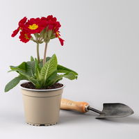 Pflanzenkreation Frühlingskick, 12 Pflanzen inkl. Erde