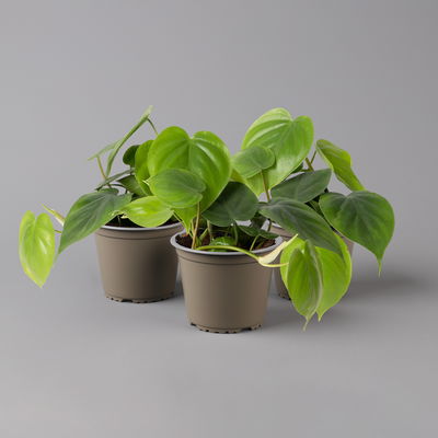Philodendron scandens, Höhe ca 20 cm, Topf 12 cm Ø, 3er-Set