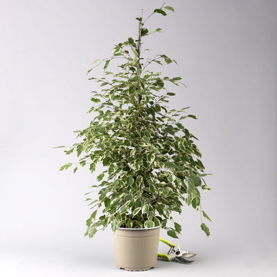 Birkenfeige 'Twilight', Topf-Ø 21 cm, Höhe ca. 110 cm Birkenfeige 'Twilight', Topf-Ø 21 cm, Höhe ca. 110 cm