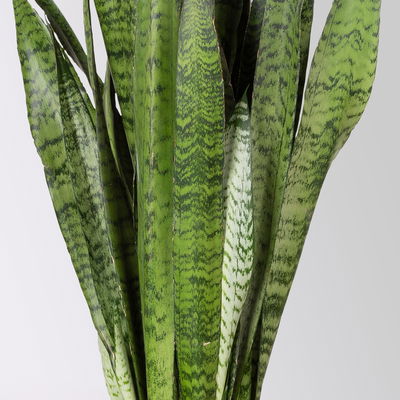 Bogenhanf im Korbübertopf Osaka Topf-Ø 21 cm, Höhe ca. 80 cm Bogenhanf im Korbübertopf Osaka Topf-Ø 21 cm, Höhe ca. 80 cm