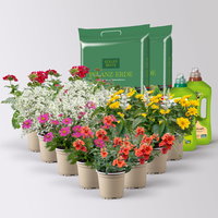 Pflanzenkreation 'Insektenbuffet', bunt , 12 Pflanzen inkl. Erde und Dünger