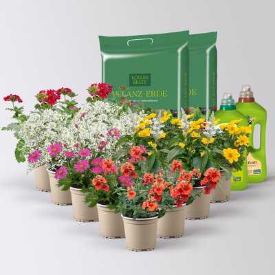 Pflanzenkreation 'Insektenbuffet', bunt , 12 Pflanzen inkl. Erde und Dünger