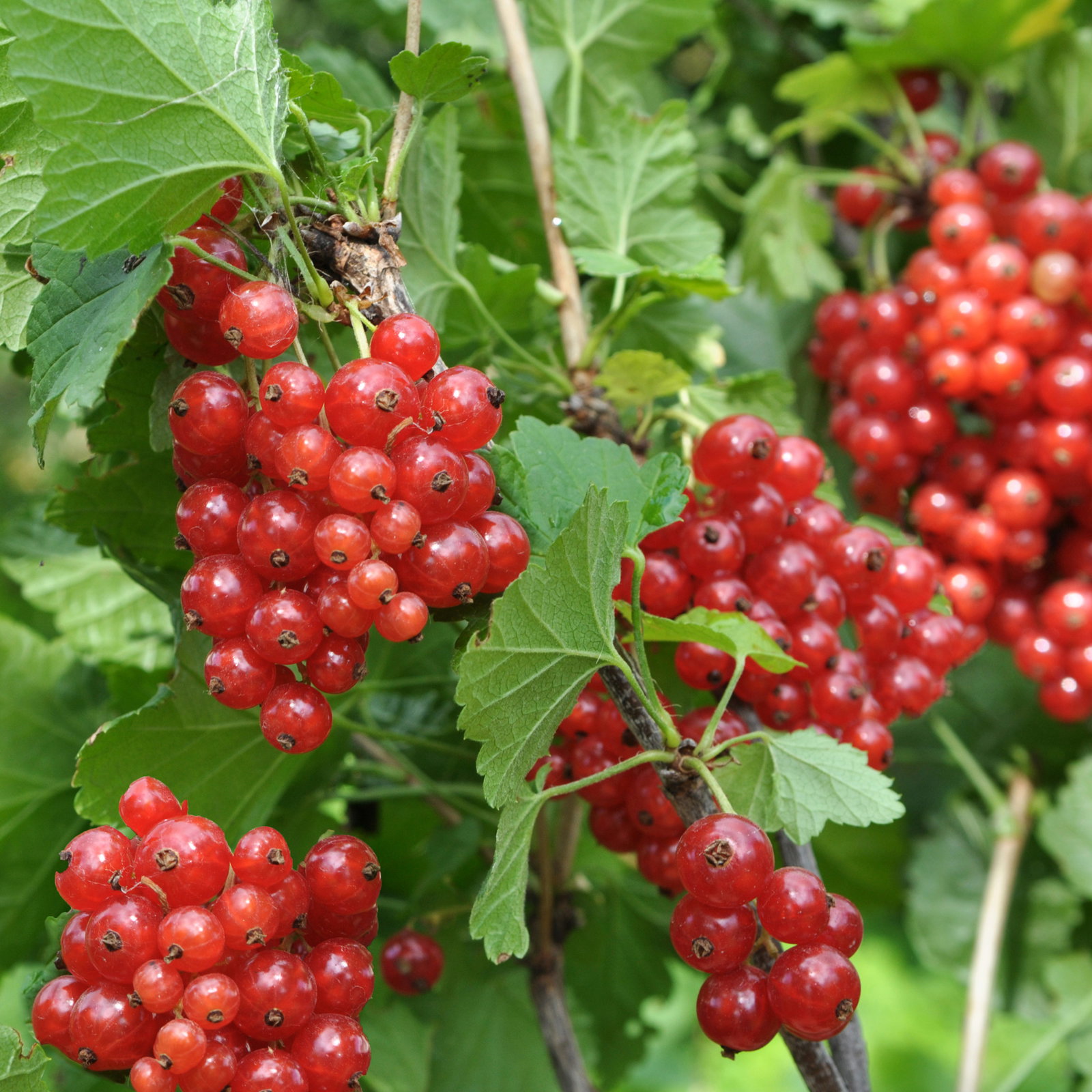 Johannisbeeren 'Rot & Schwarz', Topf 2 Liter, 4 Pflanzen