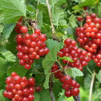 Johannisbeeren 'Rot & Schwarz', Topf 2 Liter, 4 Pflanzen