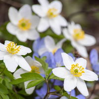 Anemone sylvestris, weiß, Topf 11x11 cm, 3 Pflanzen