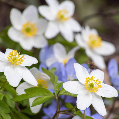 Anemone sylvestris, weiß, Topf 11x11 cm, 3 Pflanzen