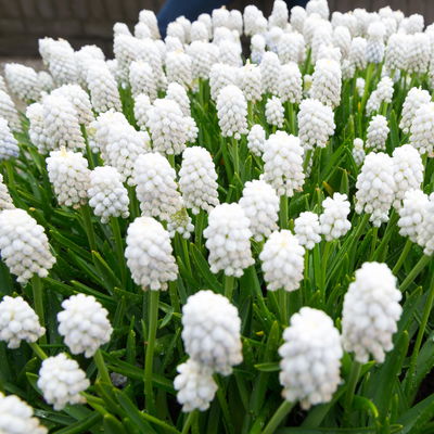 Traubenhyazinthe weiß, vorgetrieben, Topf-Ø 10,5 cm, 6 Pflanzen