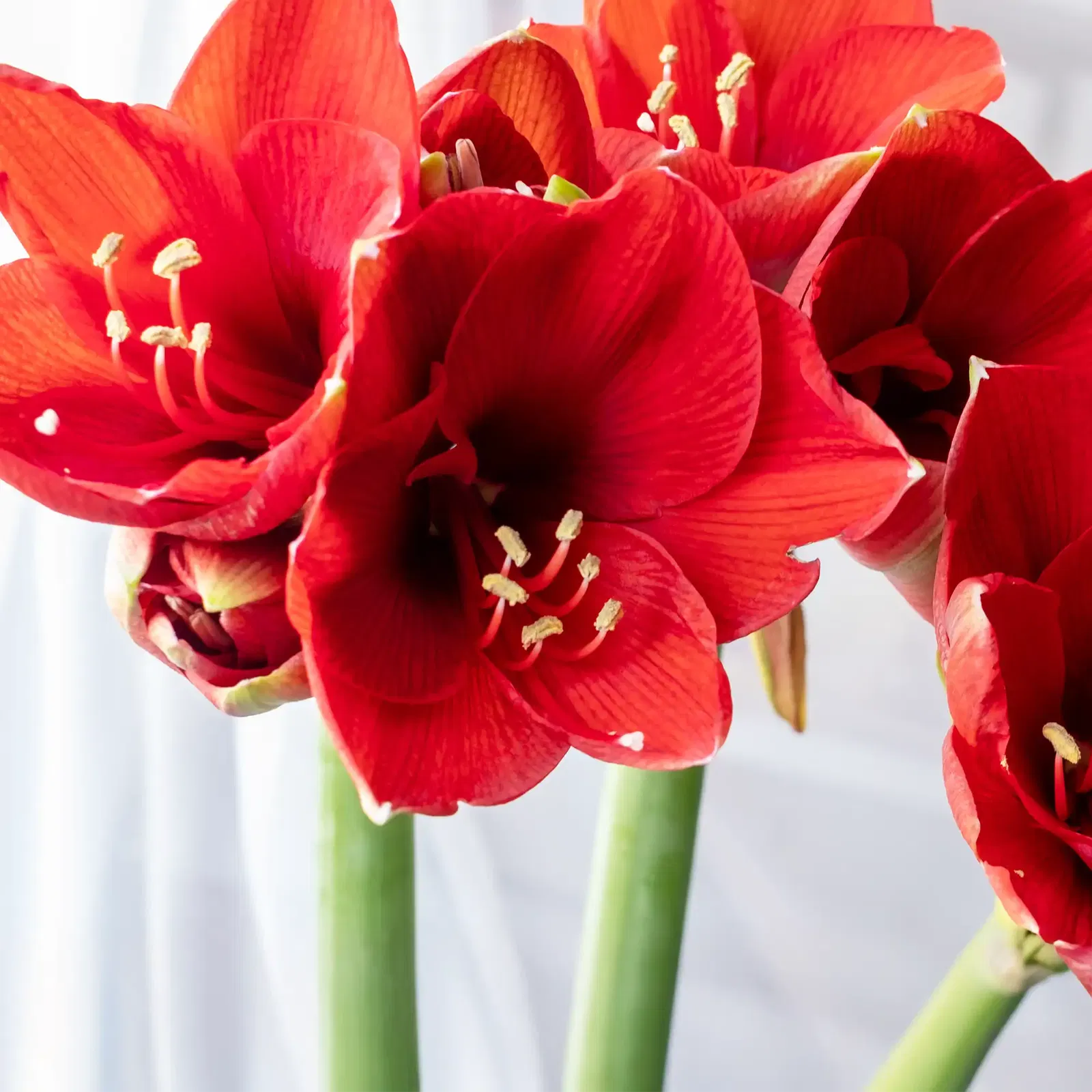 Amaryllis