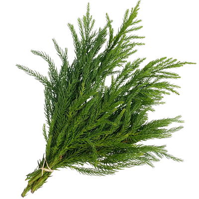 Bio Sicheltannen-Zweige im Handbund, 5 Bund Bio Sicheltannen-Zweige im Handbund, 5 Bund