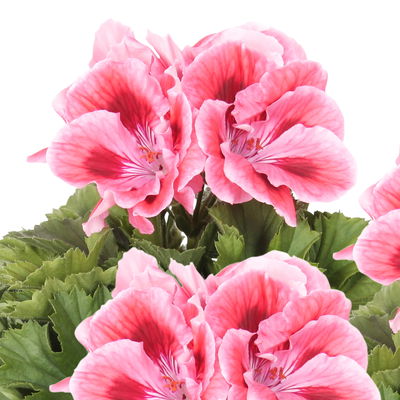 Edelgeranie Bella Donna® 'Don Maxima®', lachs-rot, Topf-Ø 12 cm, 6 Pflanzen