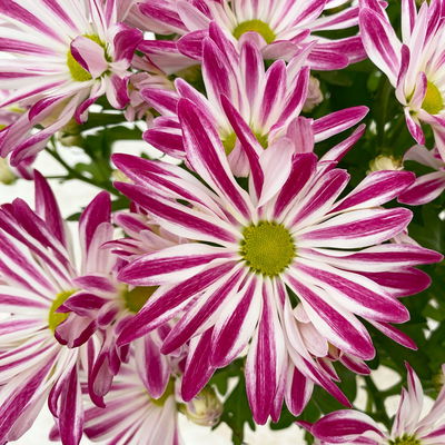 Chrysanthemen 'Rainbow Carousel', lila-weiß, Topf-Ø 14 cm, 4 Pflanzen Chrysanthemen 'Rainbow Carousel', lila-weiß, Topf-Ø 14 cm, 4 Pflanzen