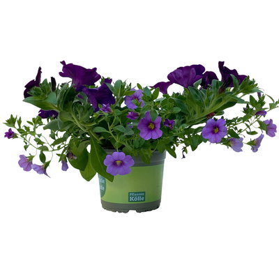 Petunie/Zauberglöckchen 'Duo' blau-lila, Topf-Ø 14 cm, 4 Pflanzen