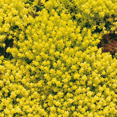 Scharfer Mauerpfeffer 'Aureum' gelb, 9x9 cm, 3 Pflanzen Scharfer Mauerpfeffer 'Aureum' gelb, 9x9 cm, 3 Pflanzen