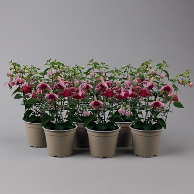 Fuchsien stehend, Farben zufällig Topf-Ø 12 cm, 6er-Set Fuchsien stehend, Farben zufällig Topf-Ø 12 cm, 6er-Set