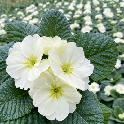 Primel 'Mojito', cremeweiß, Topf-Ø 11 cm, 8 Pflanzen Primel 'Mojito', cremeweiß, Topf-Ø 11 cm, 8 Pflanzen