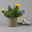 Portulakröschen bunt, aufrecht, Topf-Ø 13 cm, 6 Pflanzen