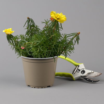 Portulakröschen, bunt, aufrecht, Topf-Ø 13 cm, 6 Pflanzen