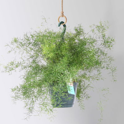 Asparagus 'Sprengerii', Ampeltopf-Ø 17 cm, Höhe ca. 30 cm