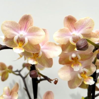 Duft-Schmetterlingsorchidee creme/rosa, 2 Rispen, Topf-Ø 12 cm, Höhe ca. 30 cm Duft-Schmetterlingsorchidee creme/rosa, 2 Rispen, Topf-Ø 12 cm, Höhe ca. 30 cm