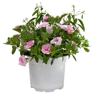Zauberglöckchen-Schneewolke rosa/weiß, Topf-Ø 13 cm, 6 Pflanzen
