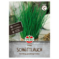 Sperli Saatgut Schnittlauch 'Twiggy', grün