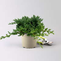 Japanischer Kriechwacholder 'Nana', 10er-Set, Höhe 20-30 cm, Topf 2 Liter Japanischer Kriechwacholder 'Nana', 10er-Set, Höhe 20-30 cm, Topf 2 Liter