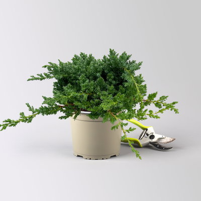 Japanischer Kriechwacholder 'Nana', 10er-Set, Höhe 20-30 cm, Topf 2 Liter Japanischer Kriechwacholder 'Nana', 10er-Set, Höhe 20-30 cm, Topf 2 Liter