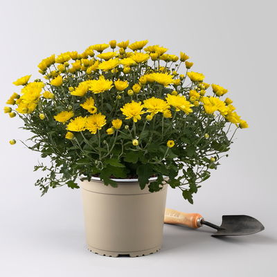 Chrysanthemen, gelb, Topf-Ø 19 cm, 3 Pflanzen Chrysanthemen, gelb, Topf-Ø 19 cm, 3 Pflanzen