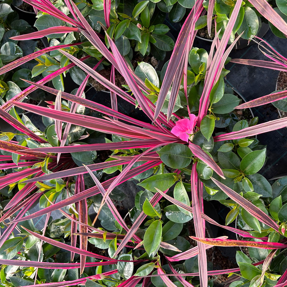 Mixtopf Dipladenia mit Keulenlilie, Farbe zufällig, Topf-Ø 26 cm