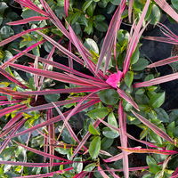 Mixtopf Dipladenia mit Keulenlilie, Farbe zufällig, Topf-Ø 26 cm