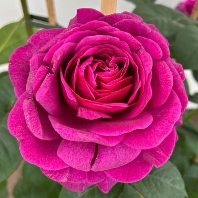 Duftende Edelrose 'Laudatio'®, purpur-pinkviolett, Doppelbogen, Topf 10 Liter