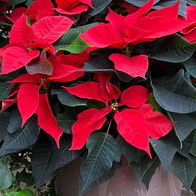 Bio Weihnachtsstern, rot, Topf-Ø 12 cm, 3 Pflanzen