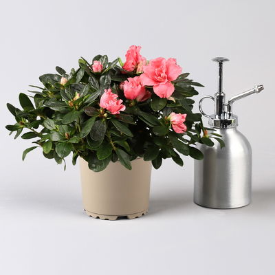 Azalee, Lachstöne, gefüllt, Topf-Ø 12 cm, 3er-Set Azalee, Lachstöne, gefüllt, Topf-Ø 12 cm, 3er-Set