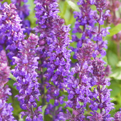 Kölles Beste Garten-Salbei 'New Dimension Blue', 3 Liter Topf